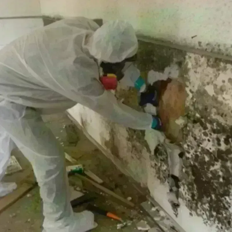 Mold Remediation and Removal in Addison, TX